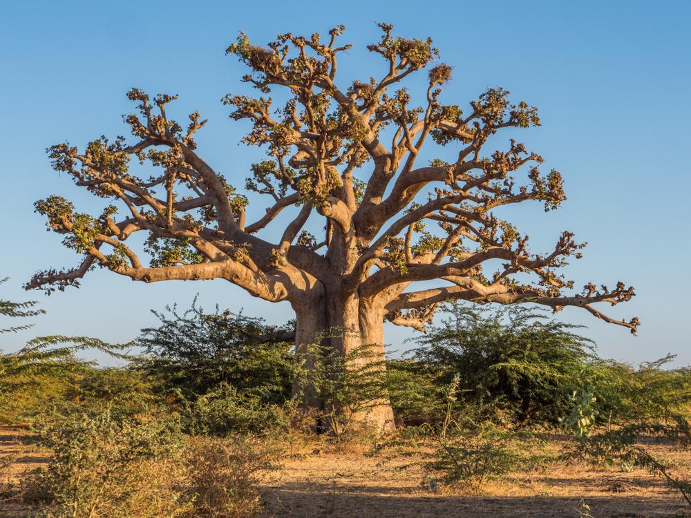 Baobab Tree